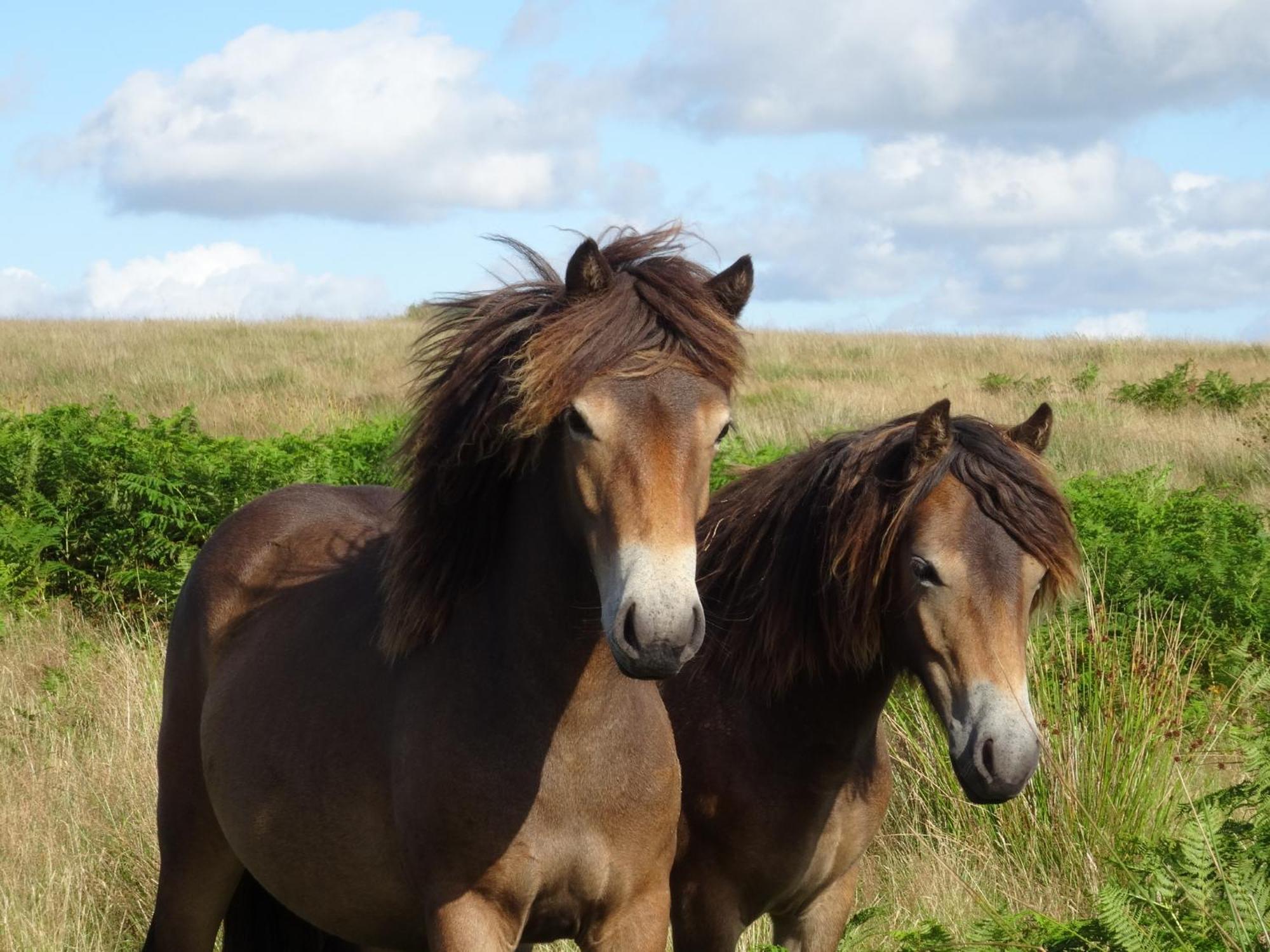 Exmoor Bnb In Withypool On Two Moors Way 외부 사진
